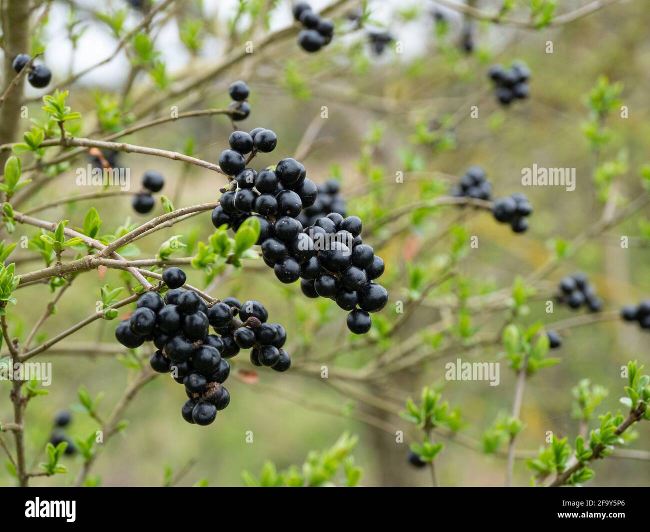 Wilder Privet-Baum mit Trauben von schwarzen Beeren Stockfoto