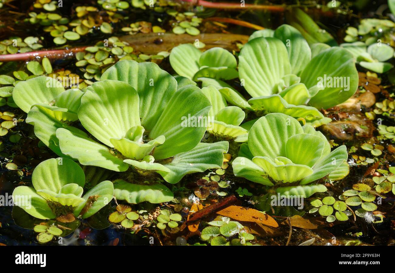 Wassersalat, Wasserhauben, dichte Matte, grüne Wasservegetation, gerippte Tassen, Natur, giftiges Unkraut, invasiv, Pistia stratoiles, See Kissimmee Stat Stockfoto