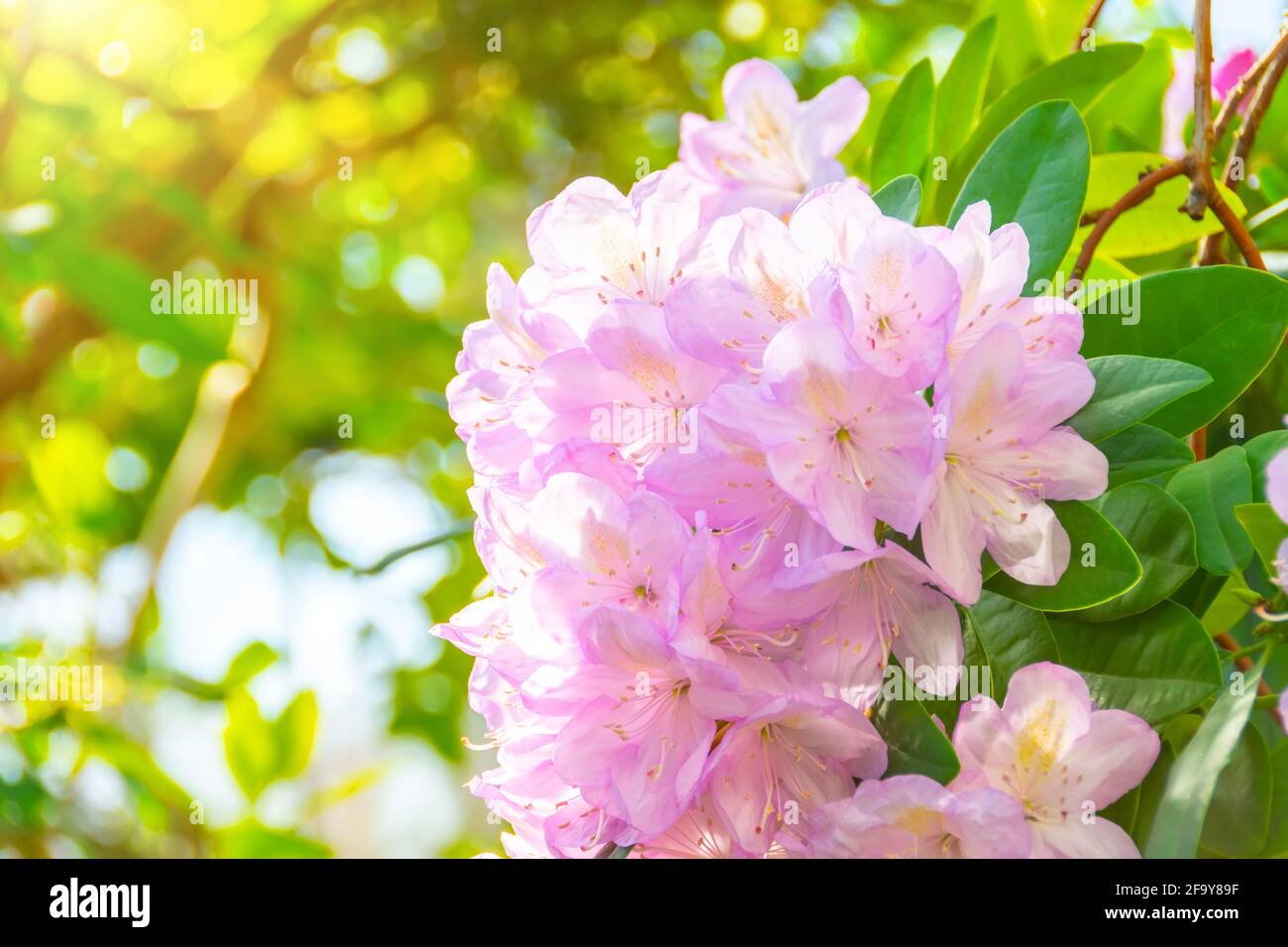 Blühend sanft rosa Rhododendron Azalea Frühling Stockfoto
