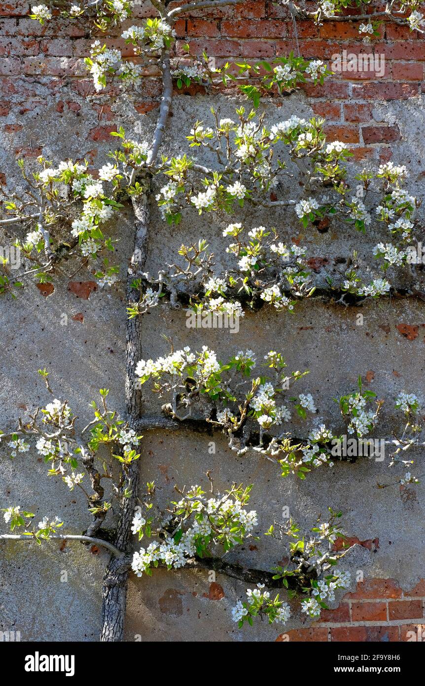 Weiße Blüte auf Espalier englischer Apfelbaum auf alter gemauerter Gartenmauer, norfolk, england Stockfoto