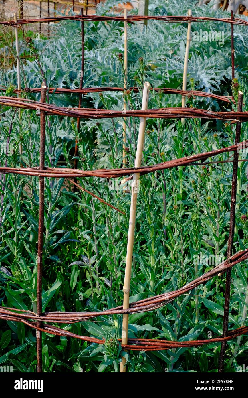 färers Waidpflanzen im englischen Garten, norfolk, england Stockfoto