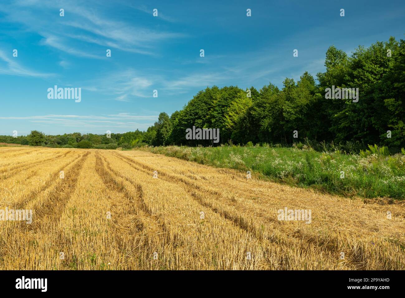 Radmarkierungen in Stoppeln, grünem Wald und blauem Himmel, Zarzecze, Lubelskie, Polen Stockfoto