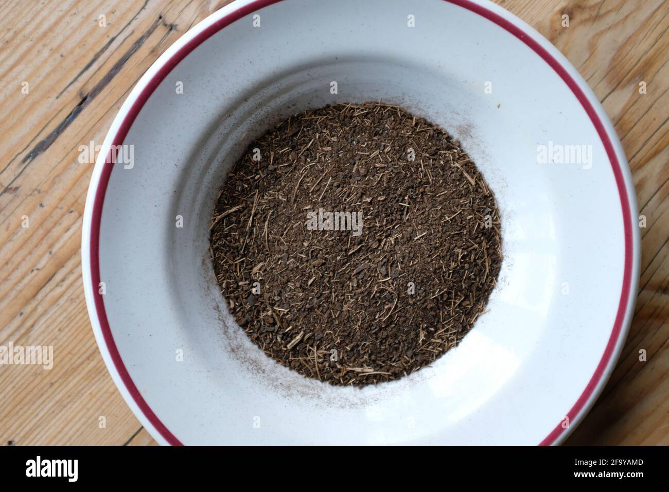 Getrocknete Bananen zu Pulver zerkleinert, um als Nahrung verwendet werden, Kompost für den Anbau von Tomaten. Stockfoto