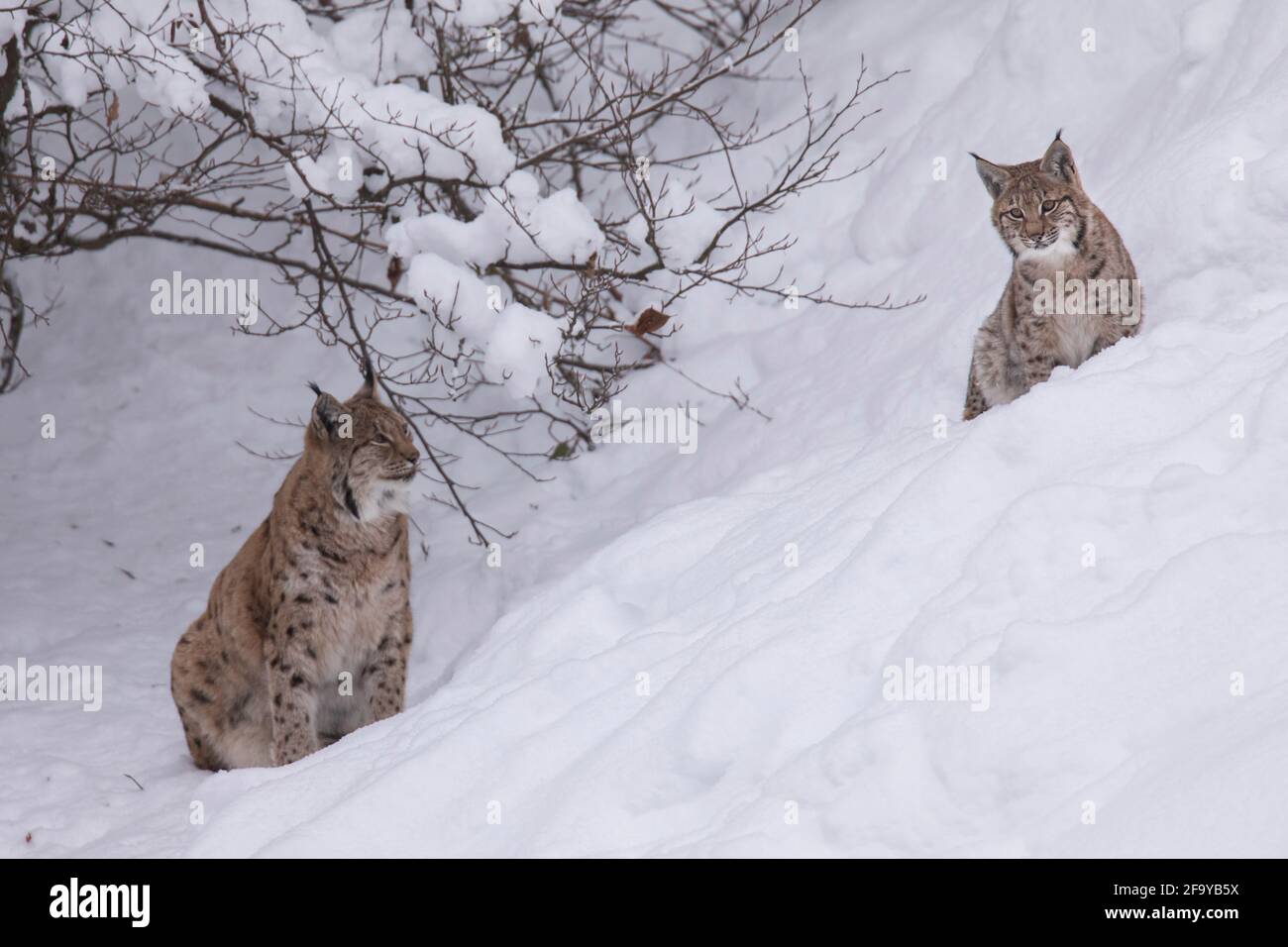 Luchs, Luchs, Luchs, eurasischer Luchs Stockfoto