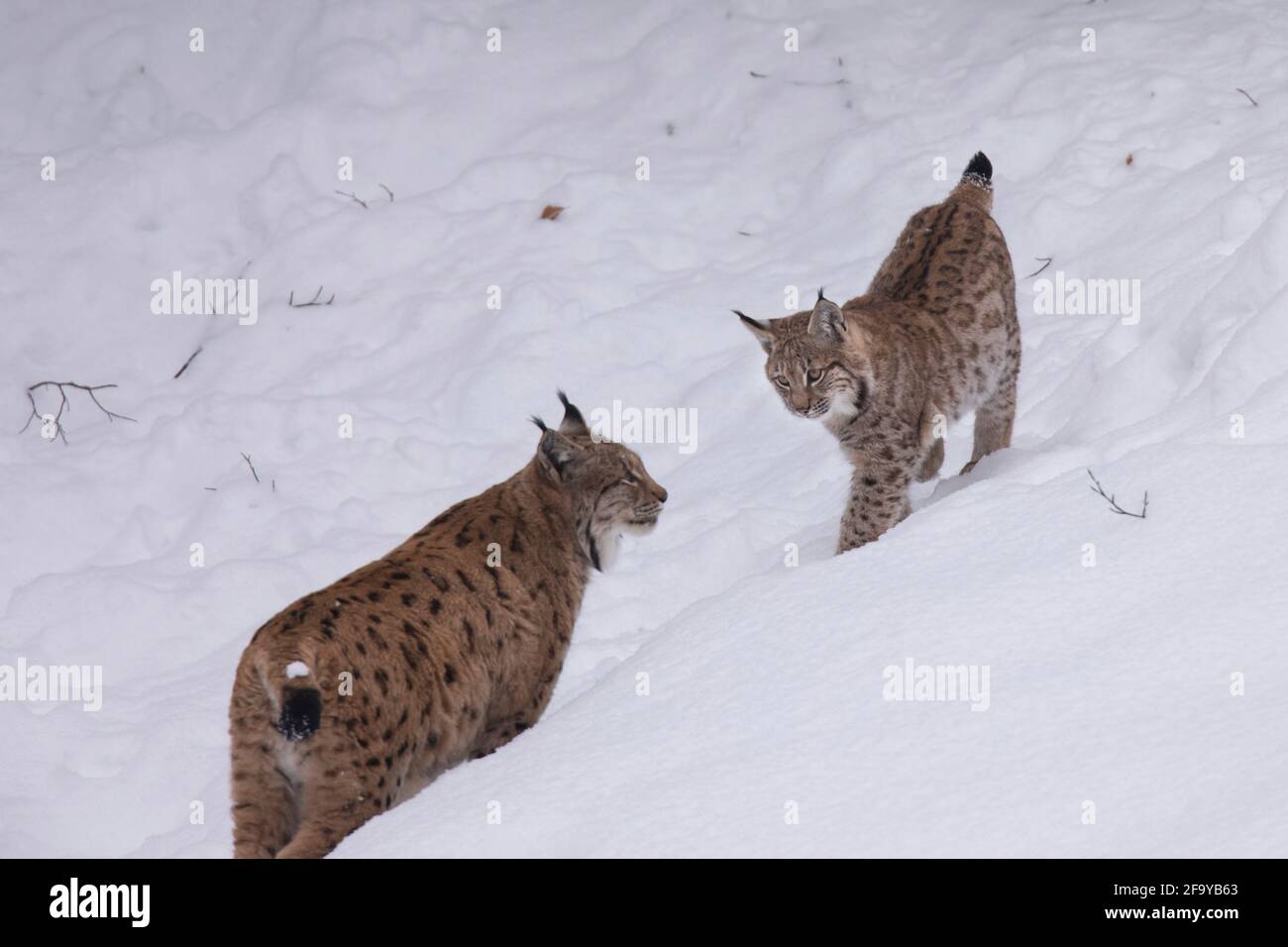 Luchs, Luchs, Luchs, eurasischer Luchs Stockfoto