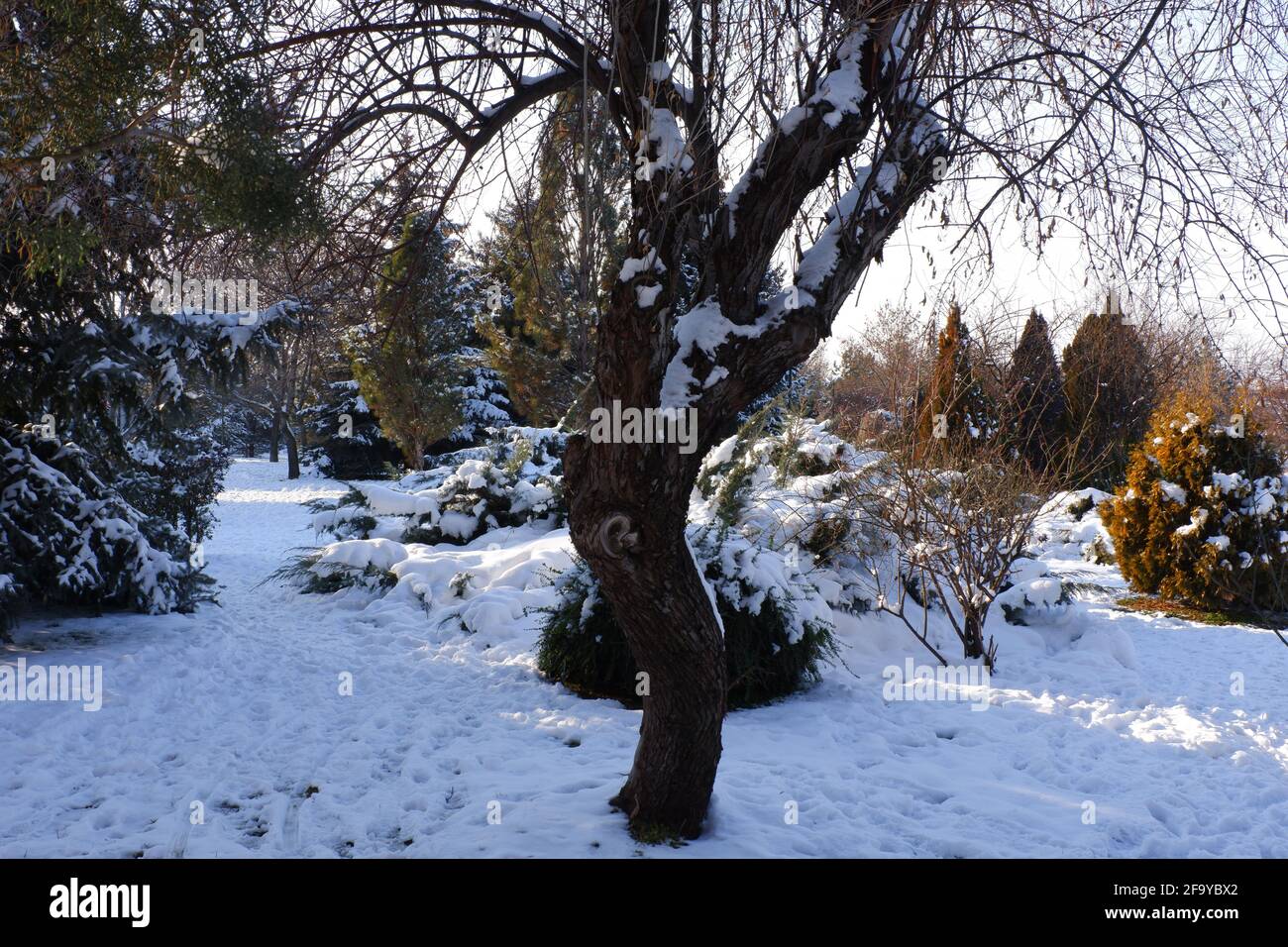 Bäume unter Schnee im Winter mit Sonnenstrahlen Stockfoto