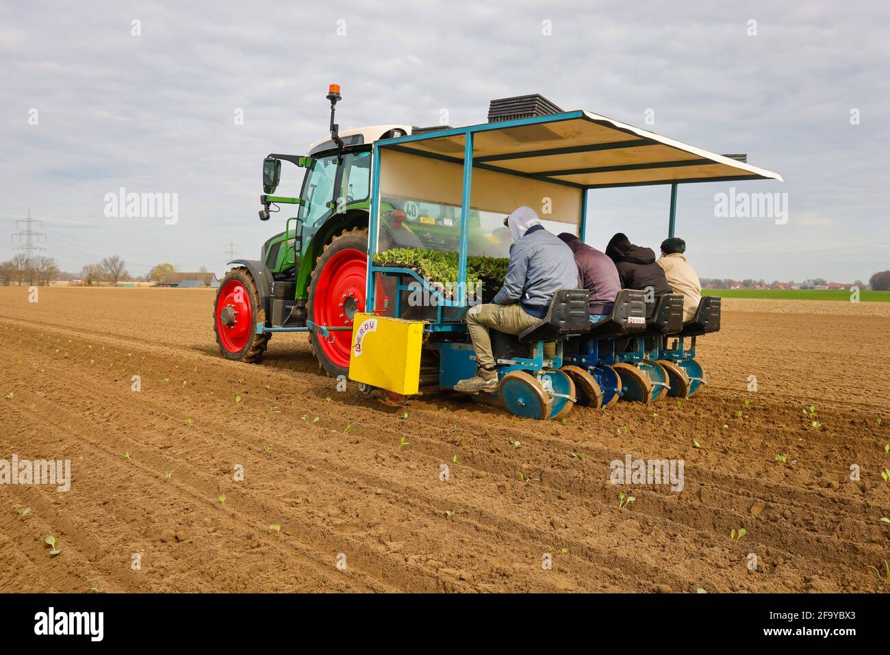 Welver, Kreis Soest, Sauerland, Nordrhein-Westfalen, Deutschland - Gemüseanbau, Feldarbeiter an einer Pflanzpflanze Weißkohlpflanzen i Stockfoto
