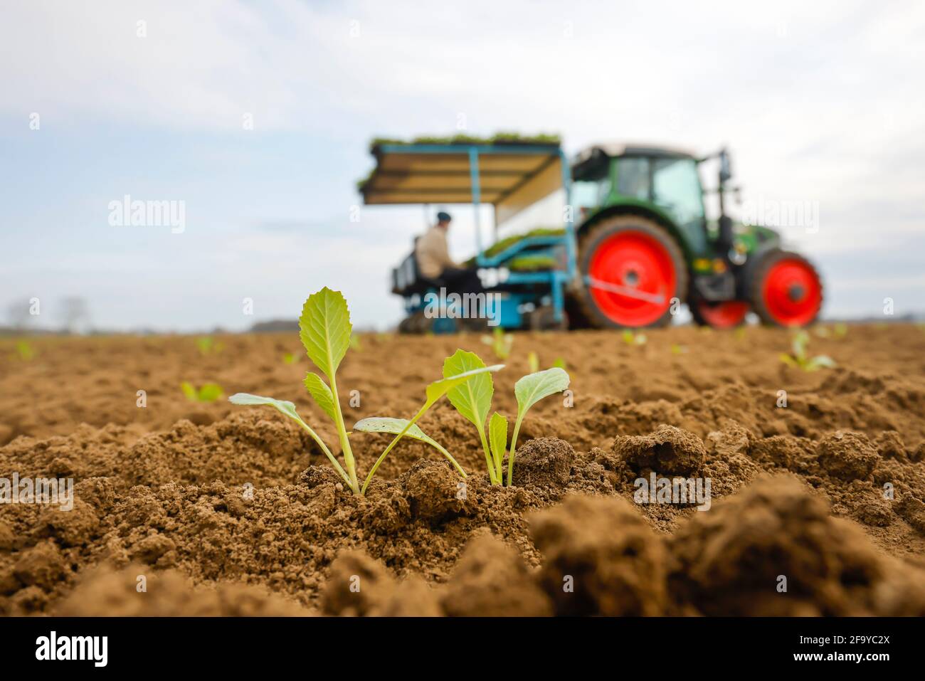 Welver, Kreis Soest, Sauerland, Nordrhein-Westfalen, Deutschland - Gemüseanbau, Feldarbeiter an einer Pflanzpflanze Weißkohlpflanzen i Stockfoto