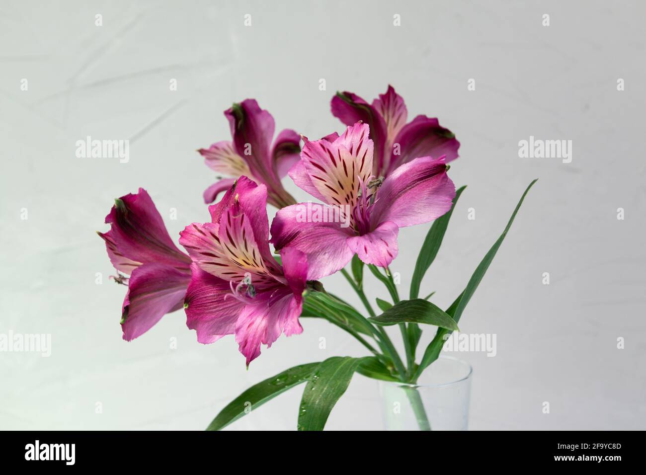 Lila Blumen Hintergrund mit Platz für Text, Grußkarte Vorlage Stockfoto