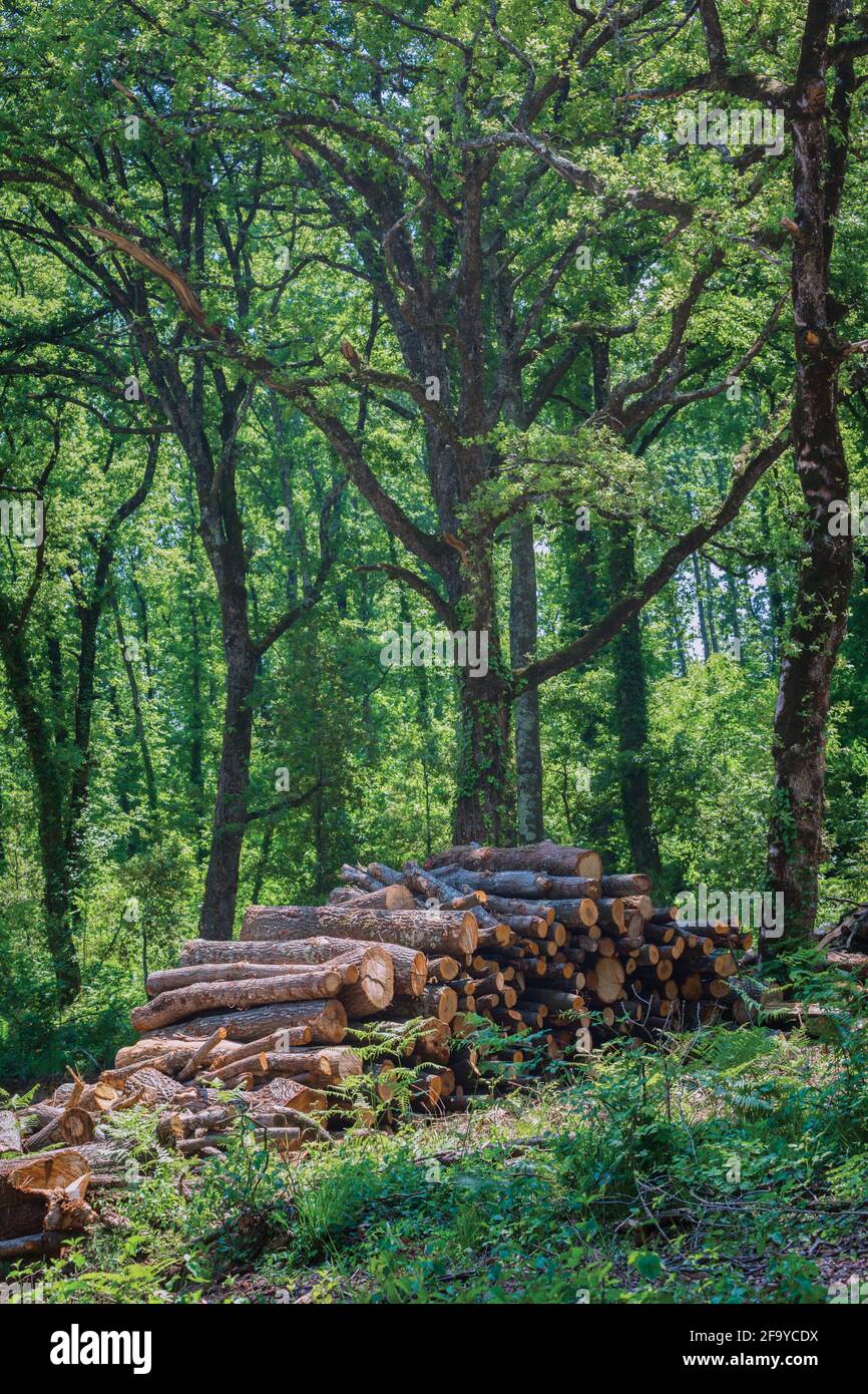 Holzstapel in der Nähe von Montaione, Provinz Florenz, Toskana, Italien. Ländliche Szene. Stockfoto