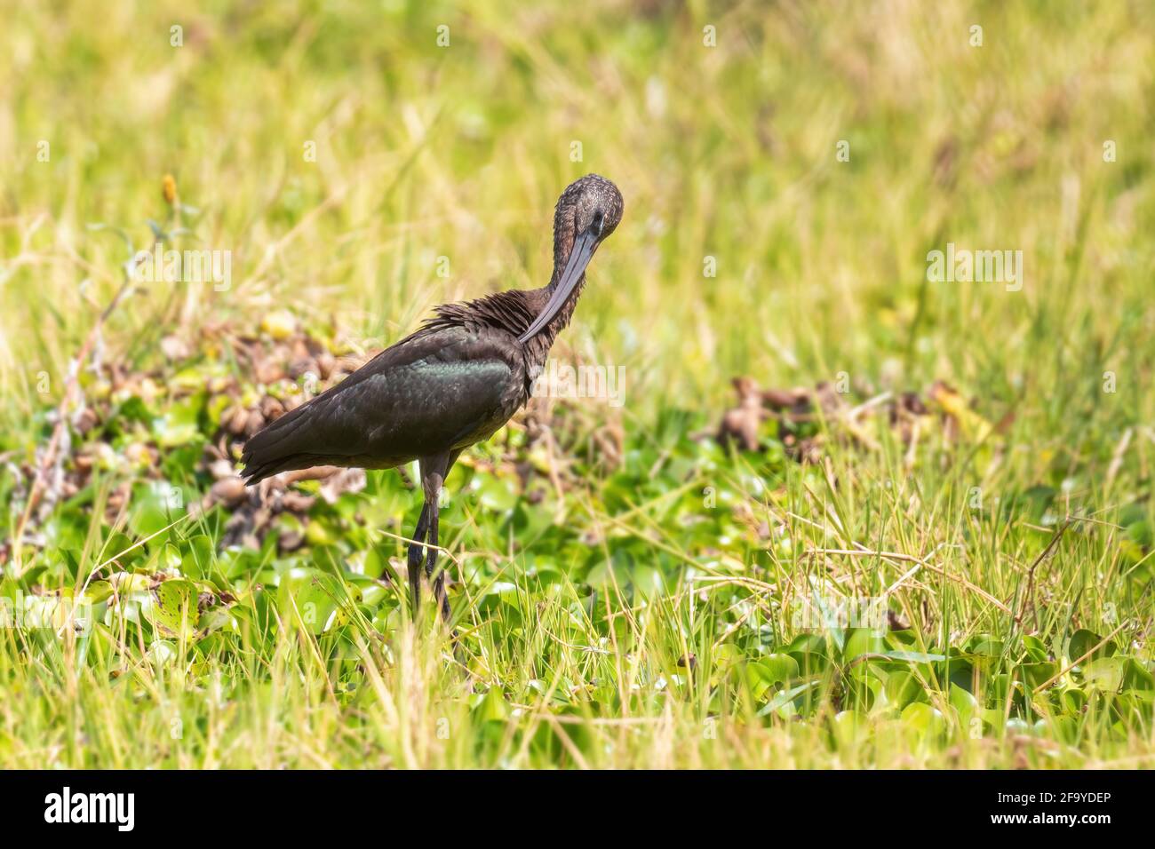 Hochglanz-Ibis - Plegadis falcinellus, schöner Vogel mit langem Schnabel aus weltweiten Wiesen und Wiesen, lage Ziway, Äthiopien. Stockfoto