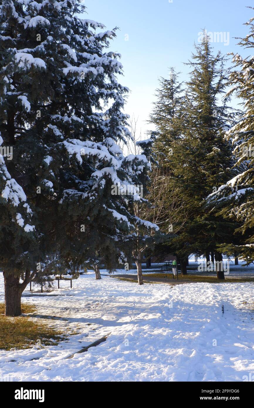 Pinien und teilweise geschmolzener Schnee im Winter Stockfoto