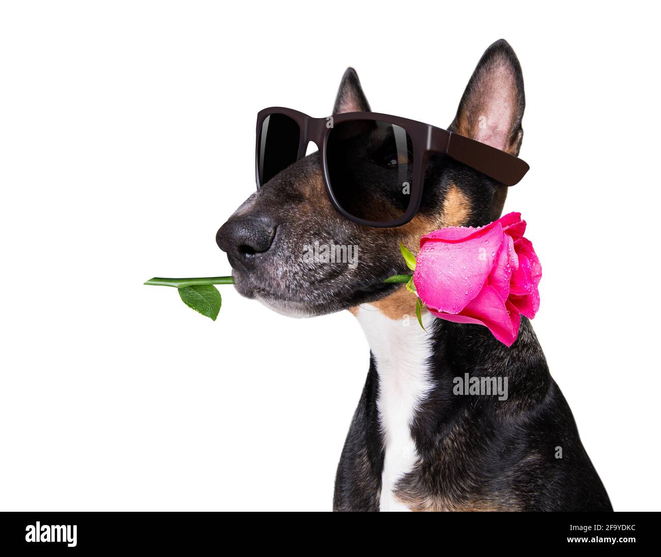 Bullterrier Hund auf Valentinstag Liebe oder Mütter und Väter Tag mit Rose und Blütenblättern Stockfoto