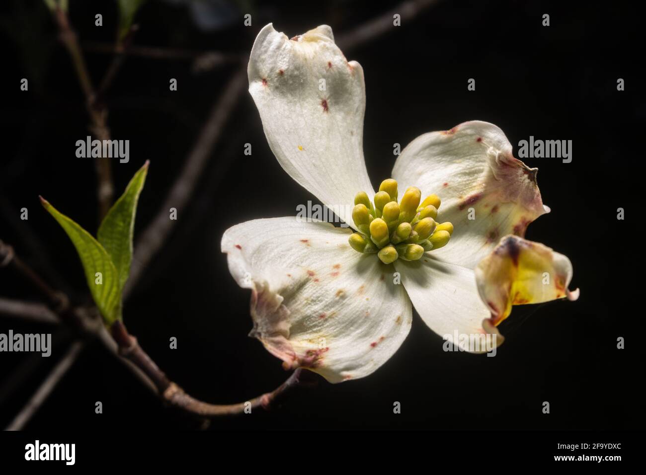 Appalachische Pflanzenwelt aus nächster Nähe. Stockfoto