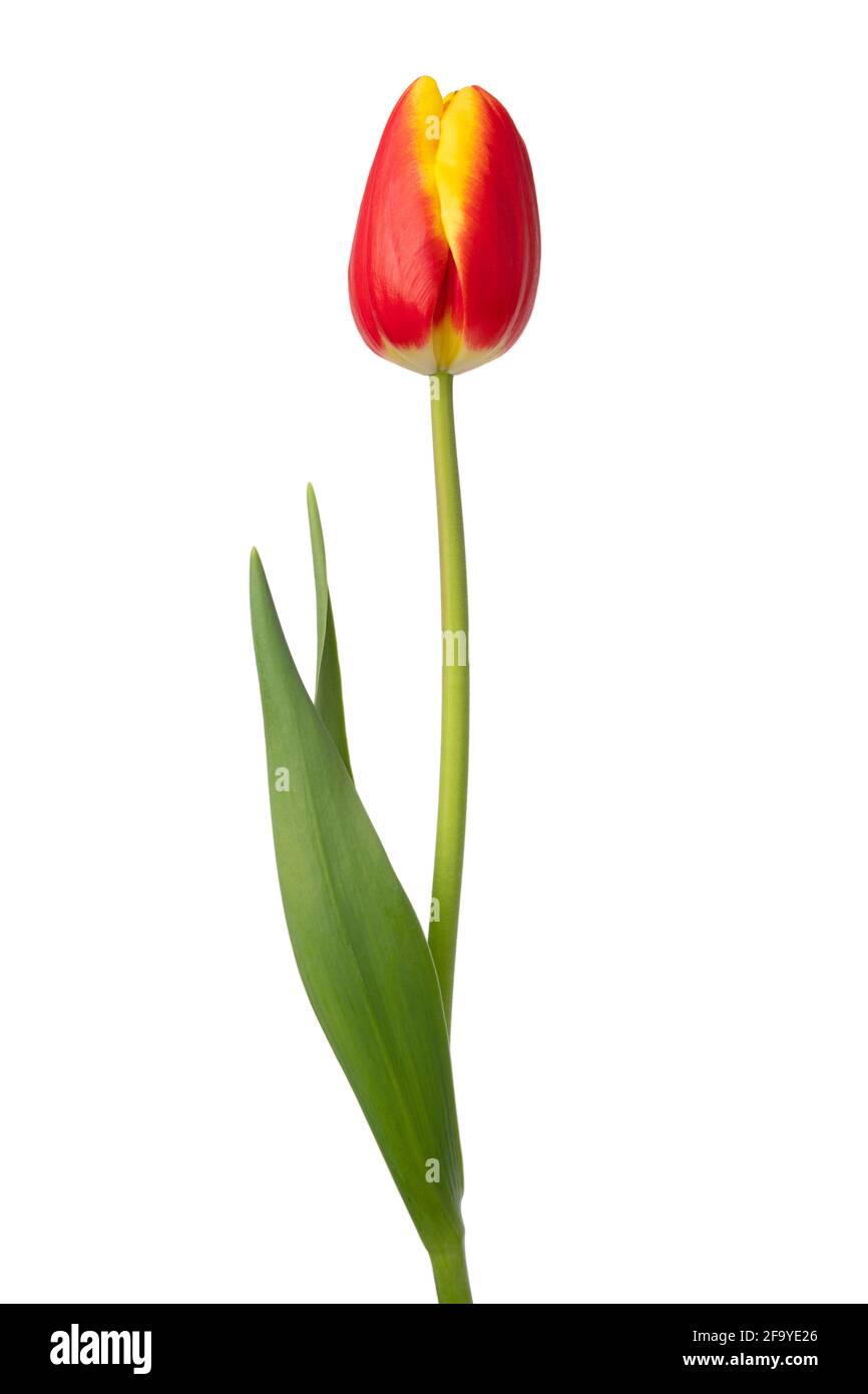 Einzelne rote gelbe Tulpe und Blätter isoliert auf weißem Hintergrund Stockfoto
