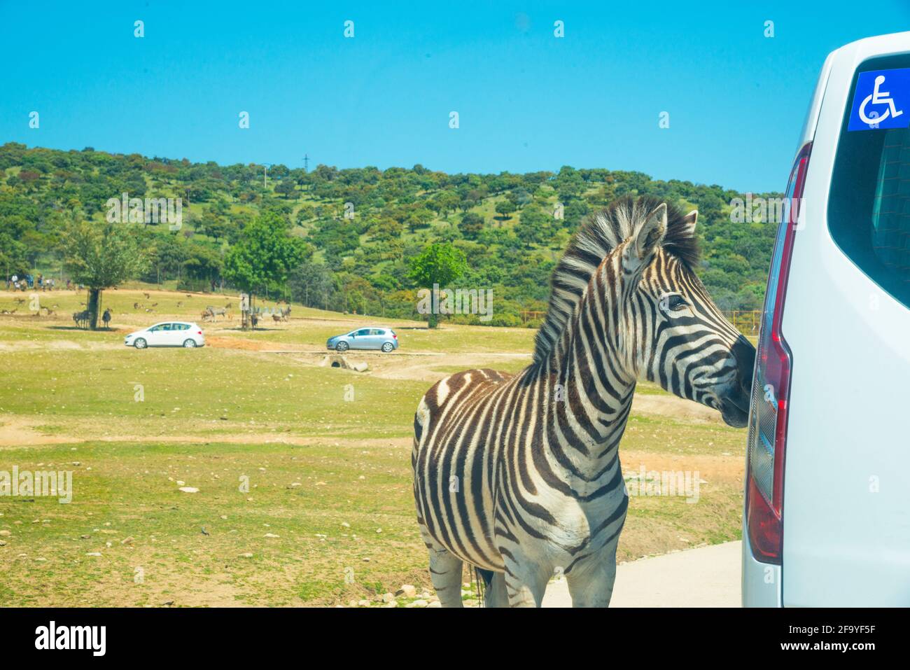 Zebra mit dem Auto. Safari Madrid, Aldea del Fresno, Provinz Madrid, Spanien. Stockfoto