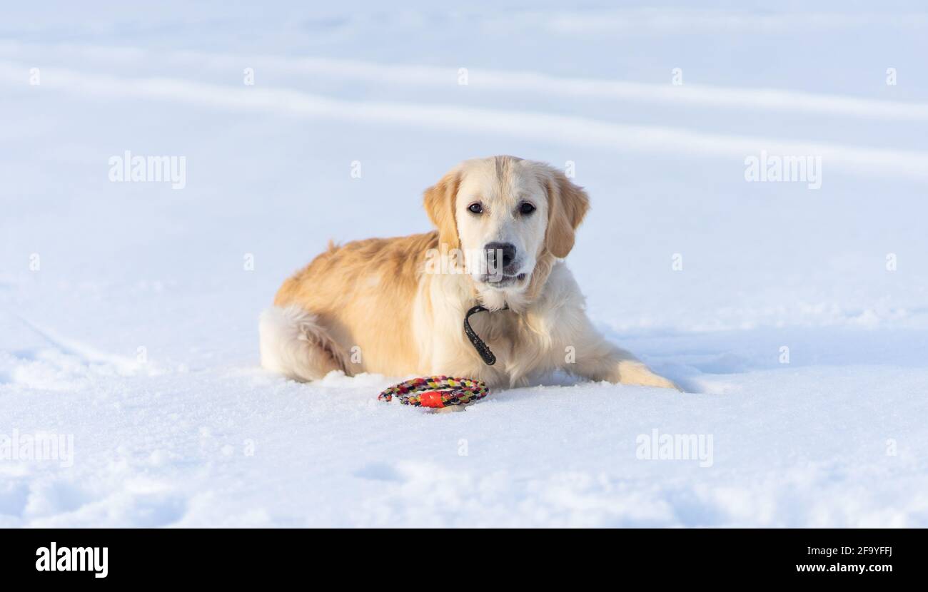 Schöner Hund auf funkelndem Schnee mit Spielzeugring Stockfoto