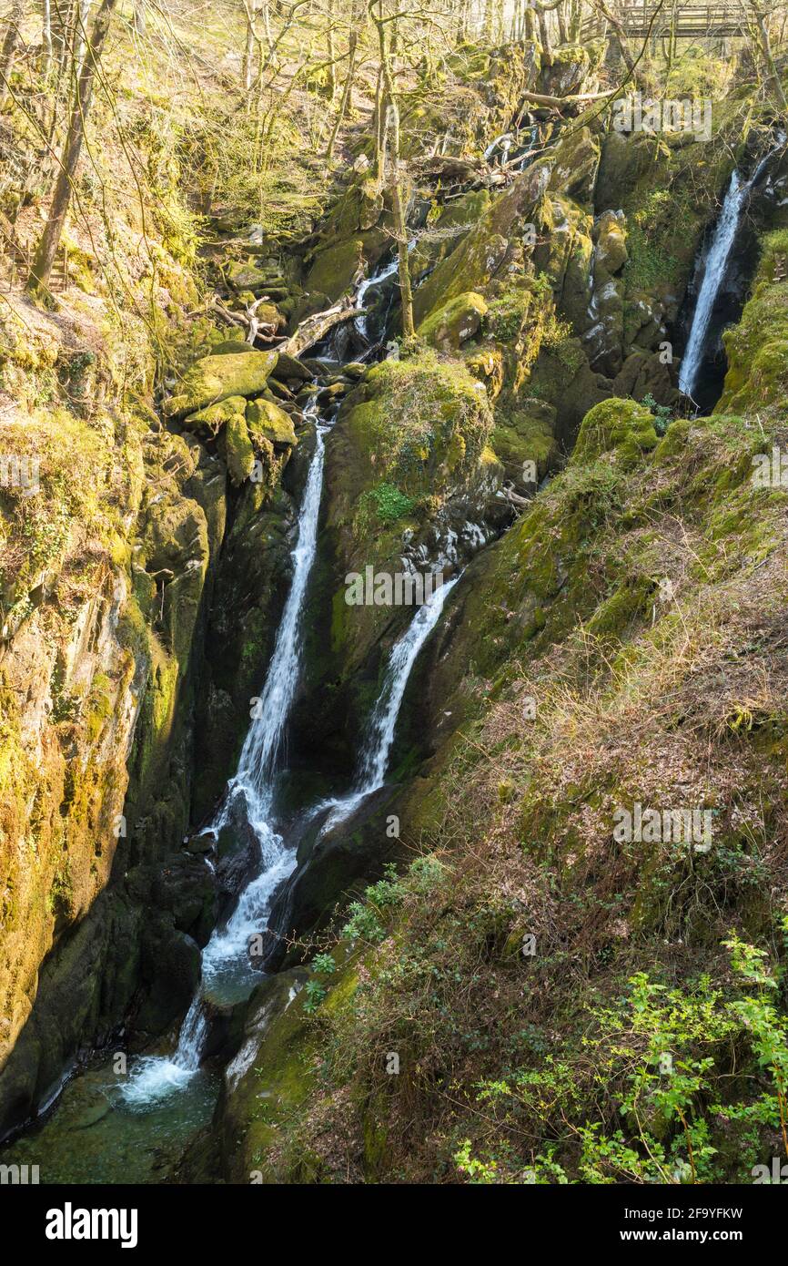 Stock Ghyll Force, ein Wasserfall in Ambleside, Cumbria, England, Großbritannien Stockfoto