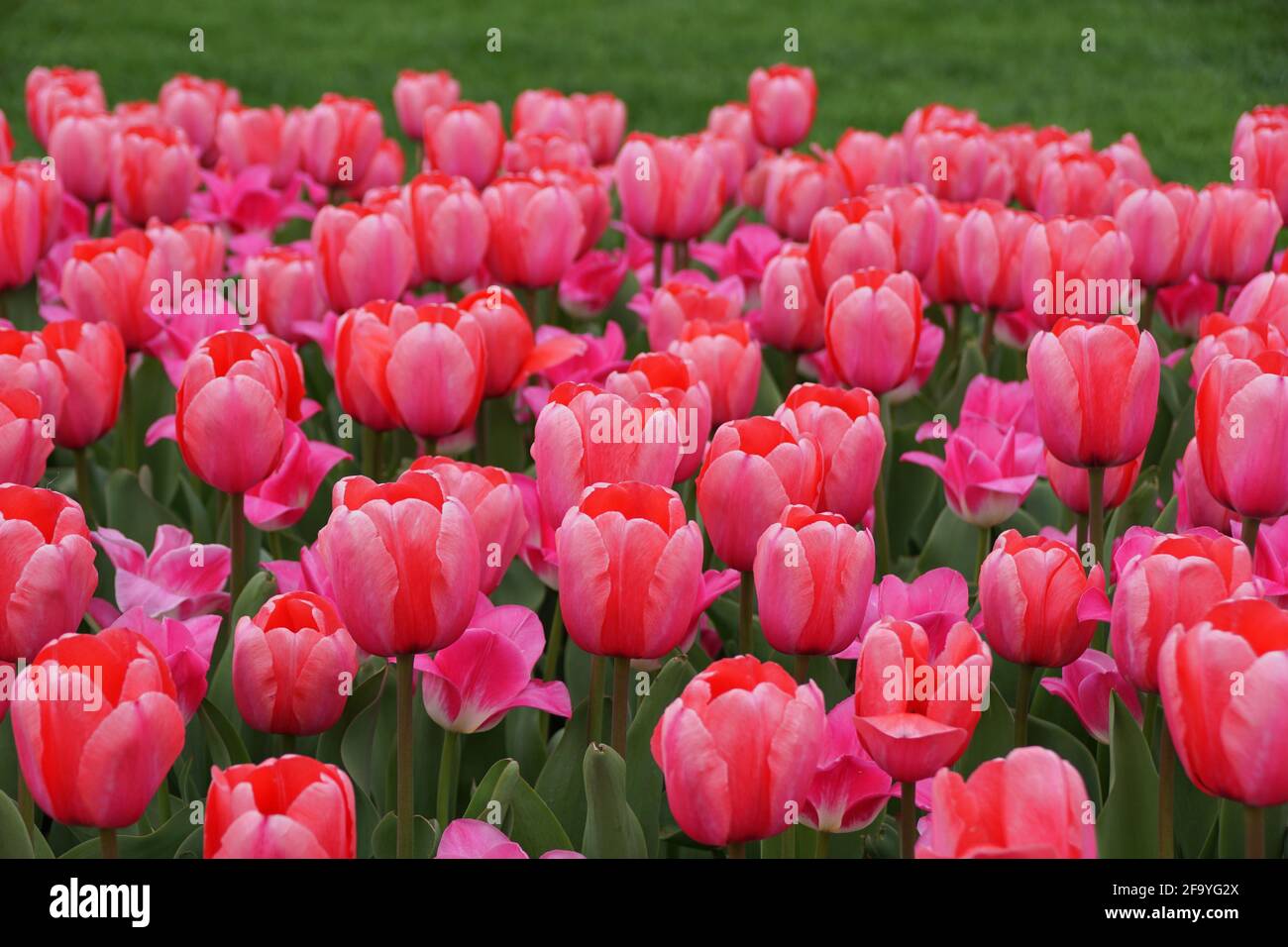 Darwin Hybrid Tulpe „Pink Impression“ blüht in voller Blüte Stockfoto