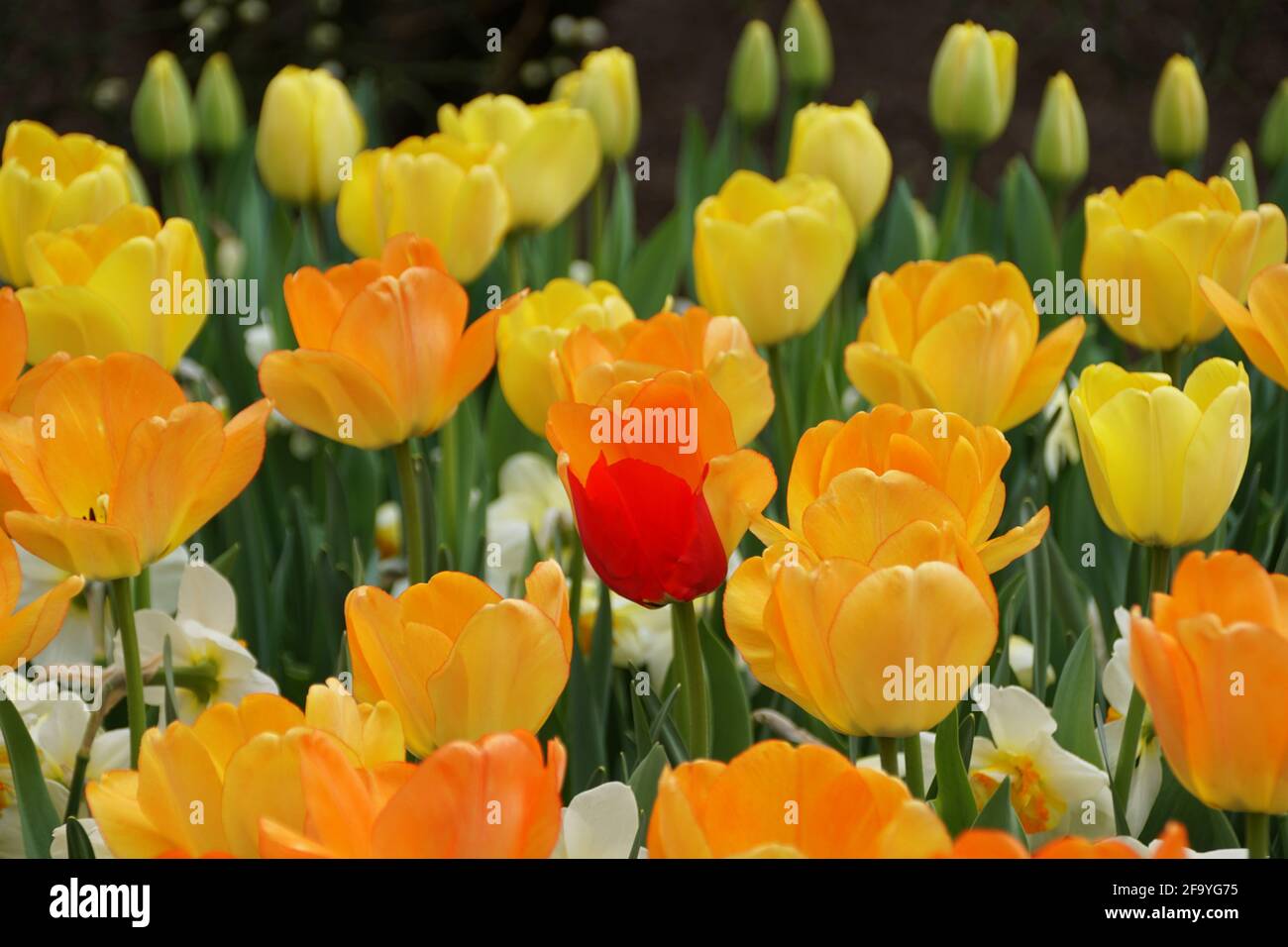 Wunderschöne orange und gelbe Farbe der Darwin Hybrid Tulpe 'Daydream' Blüht in voller Blüte Stockfoto