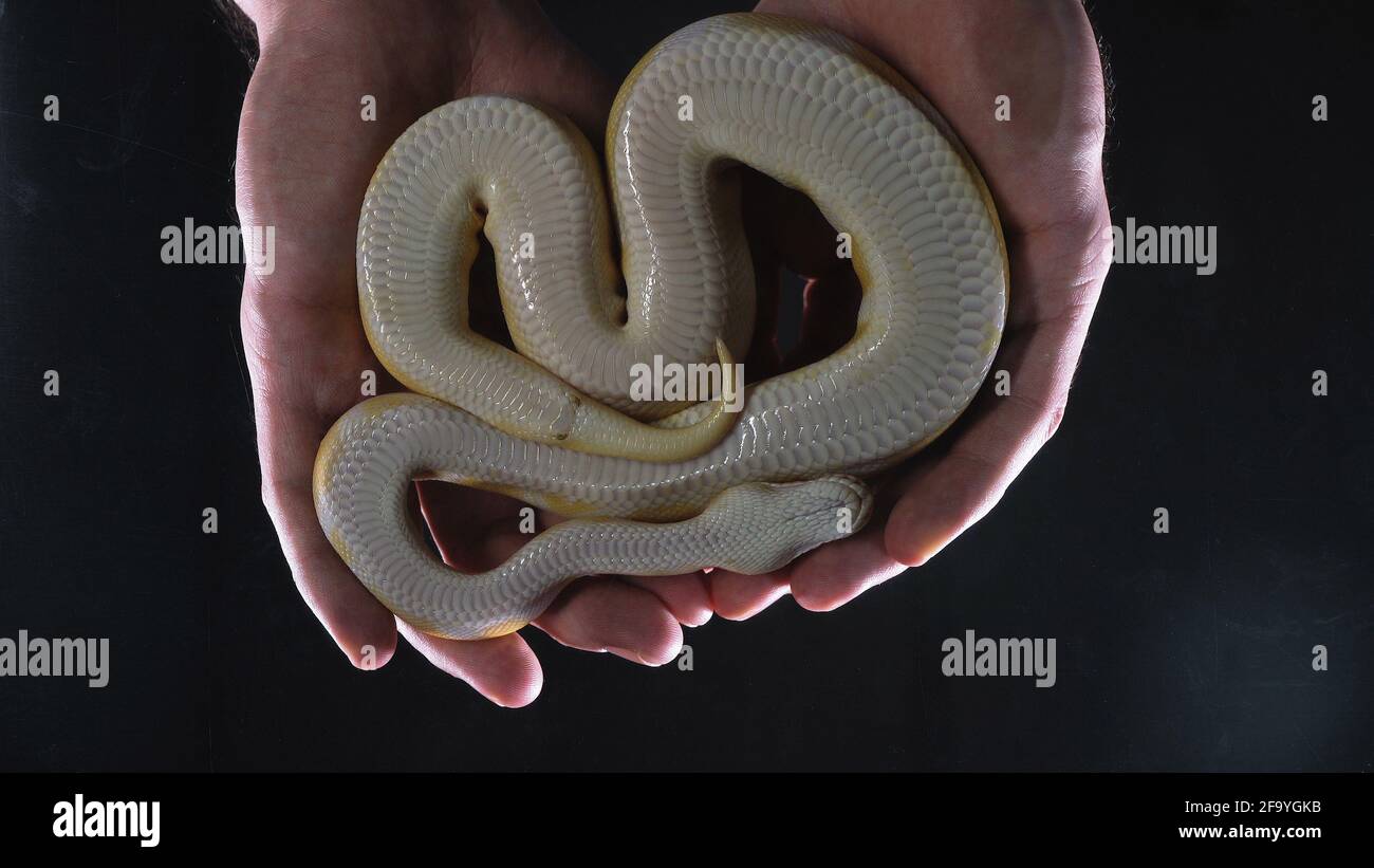 Aufnahmen von Albino Ball Royal Phyton in den Händen Stockfoto