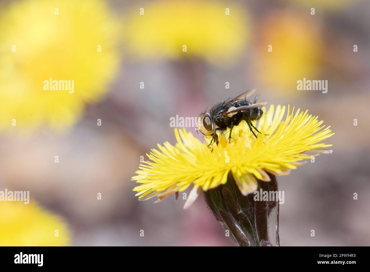Eine Fliege (Gattung Gonia) sammelt Pollen von einer Kolodenfußblume im Lynde Shores Conservation Area in Whitby, Ontario. Stockfoto