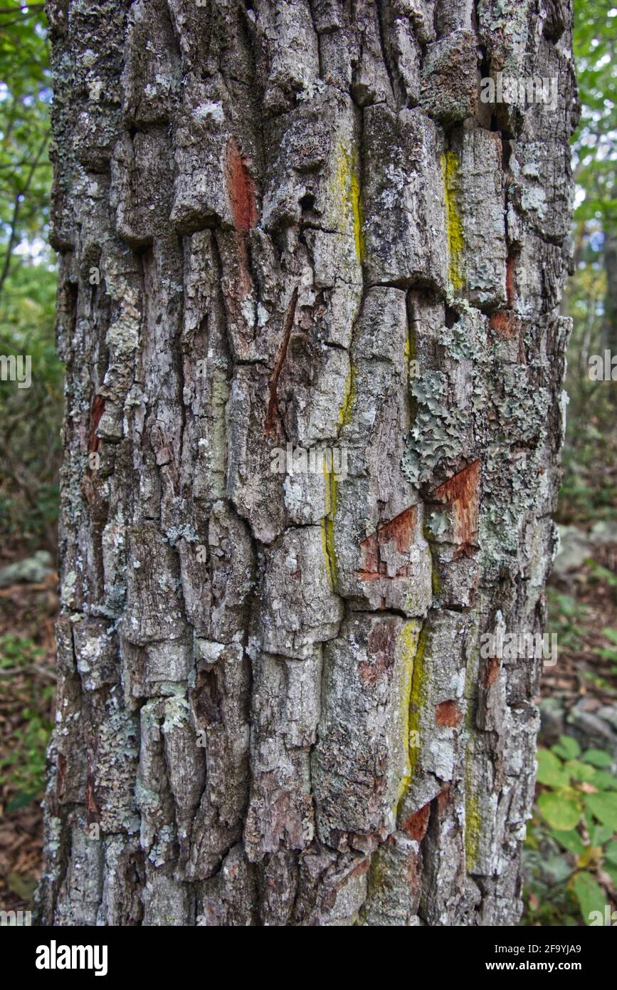 Oak Bark, Blue Ridge Parkway, VA Stockfoto