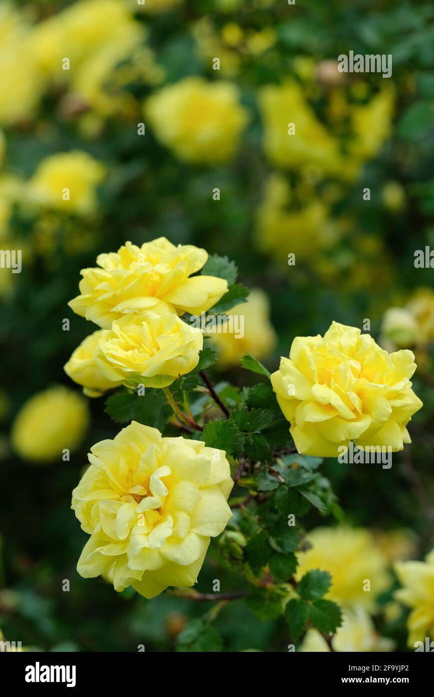 Rosa 'Harison's Yellow', auch bekannt als Rosa × harisonii, die Oregon Trail Rose oder die Gelbe Rose von Texas. Gelbe Blüten am Busch Stockfoto