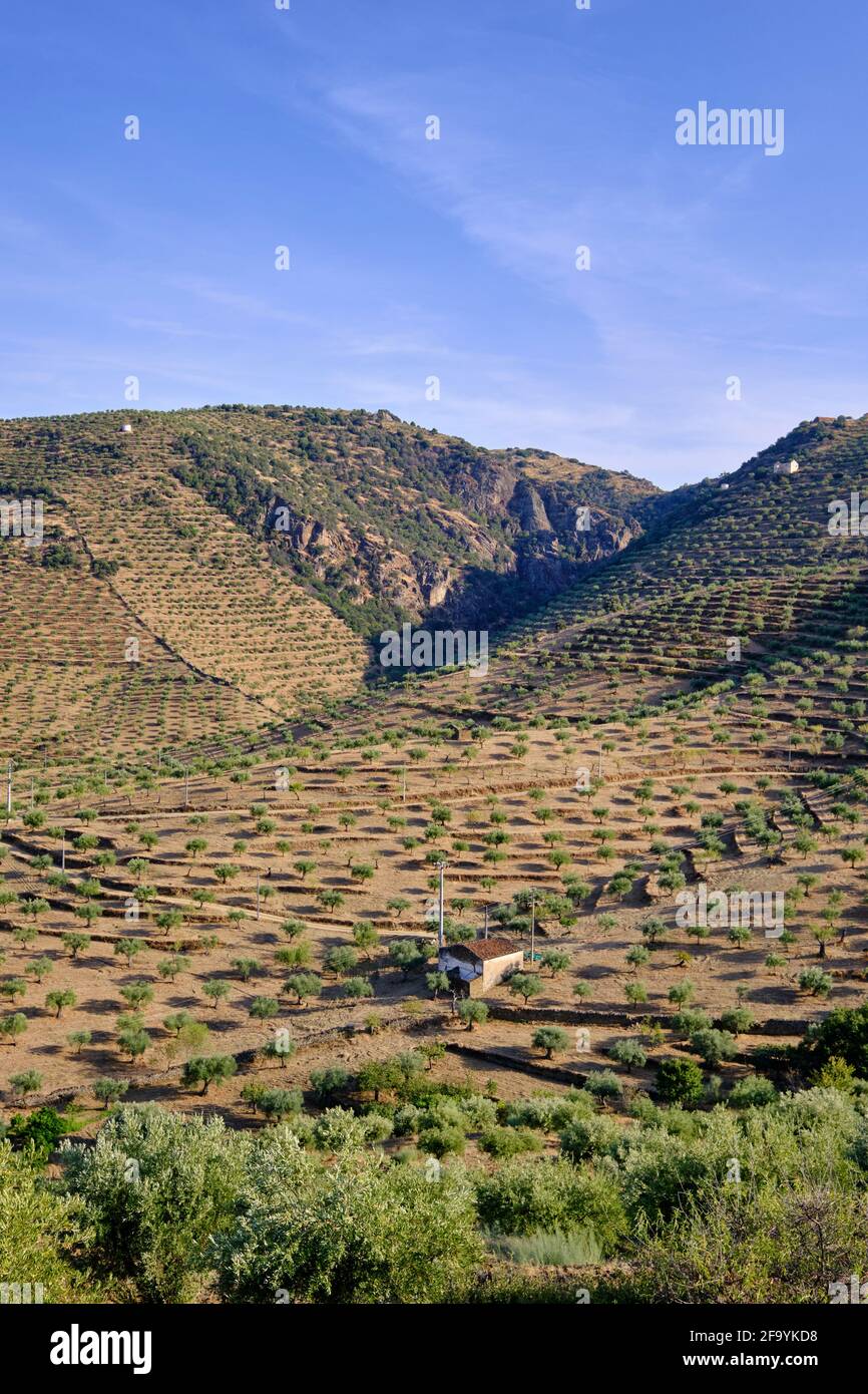 Berge voller Olivenbäume in der Nähe von Barca d'Alva, Alto Douro. Olivenöl ist die Hauptpflanze der mediterranen Ernährung, heute ein immaterielles Kulturerbe von H Stockfoto