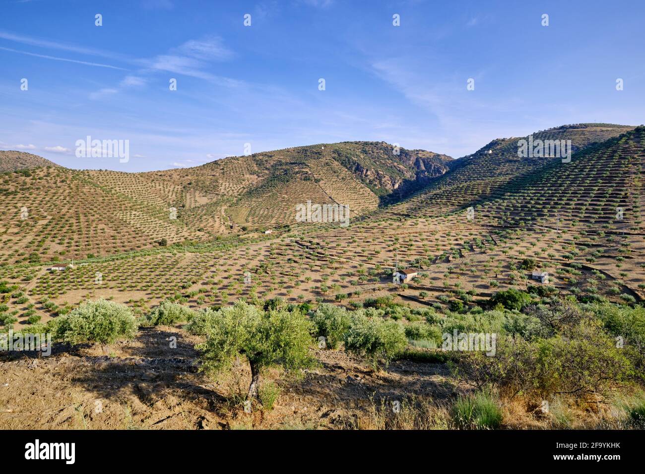 Berge voller Olivenbäume in der Nähe von Barca d'Alva, Alto Douro. Olivenöl ist die Hauptpflanze der mediterranen Ernährung, heute ein immaterielles Kulturerbe von H Stockfoto