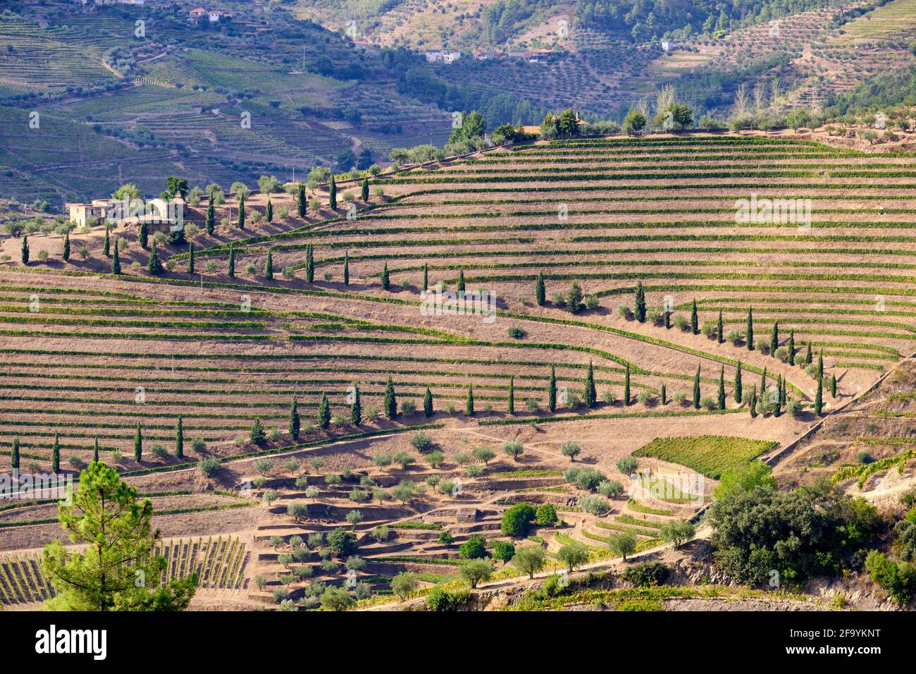Vale de Mendiz, ein Tal, das sich entlang der Straße von Alijo nach Pinhao erstreckt, ist voll von Weinbergen, in denen der weltberühmte Portwein und der Douro-Wein hergestellt werden. Stockfoto