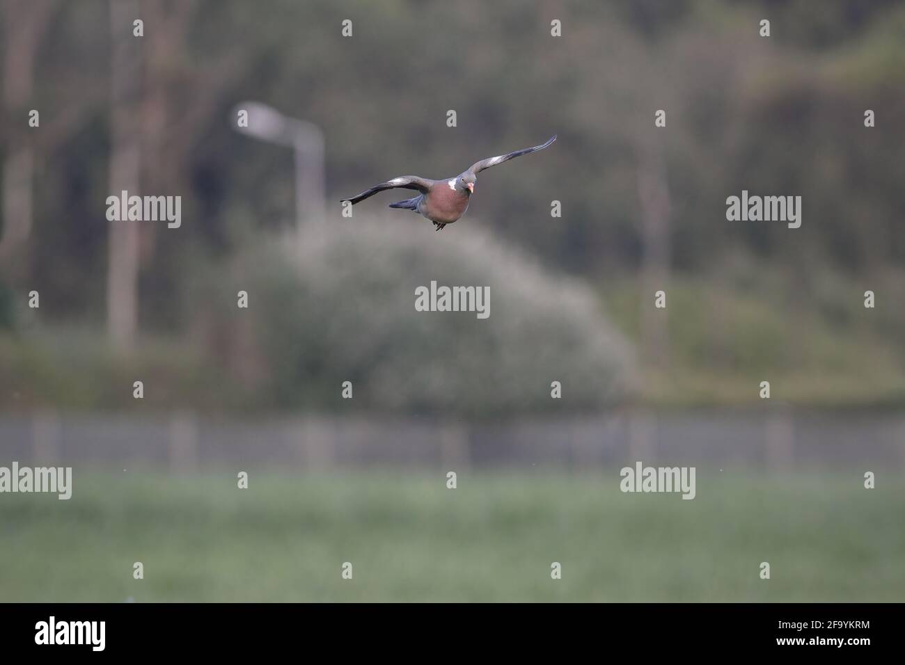 Holztaube im Flug. Nordportugal. Stockfoto