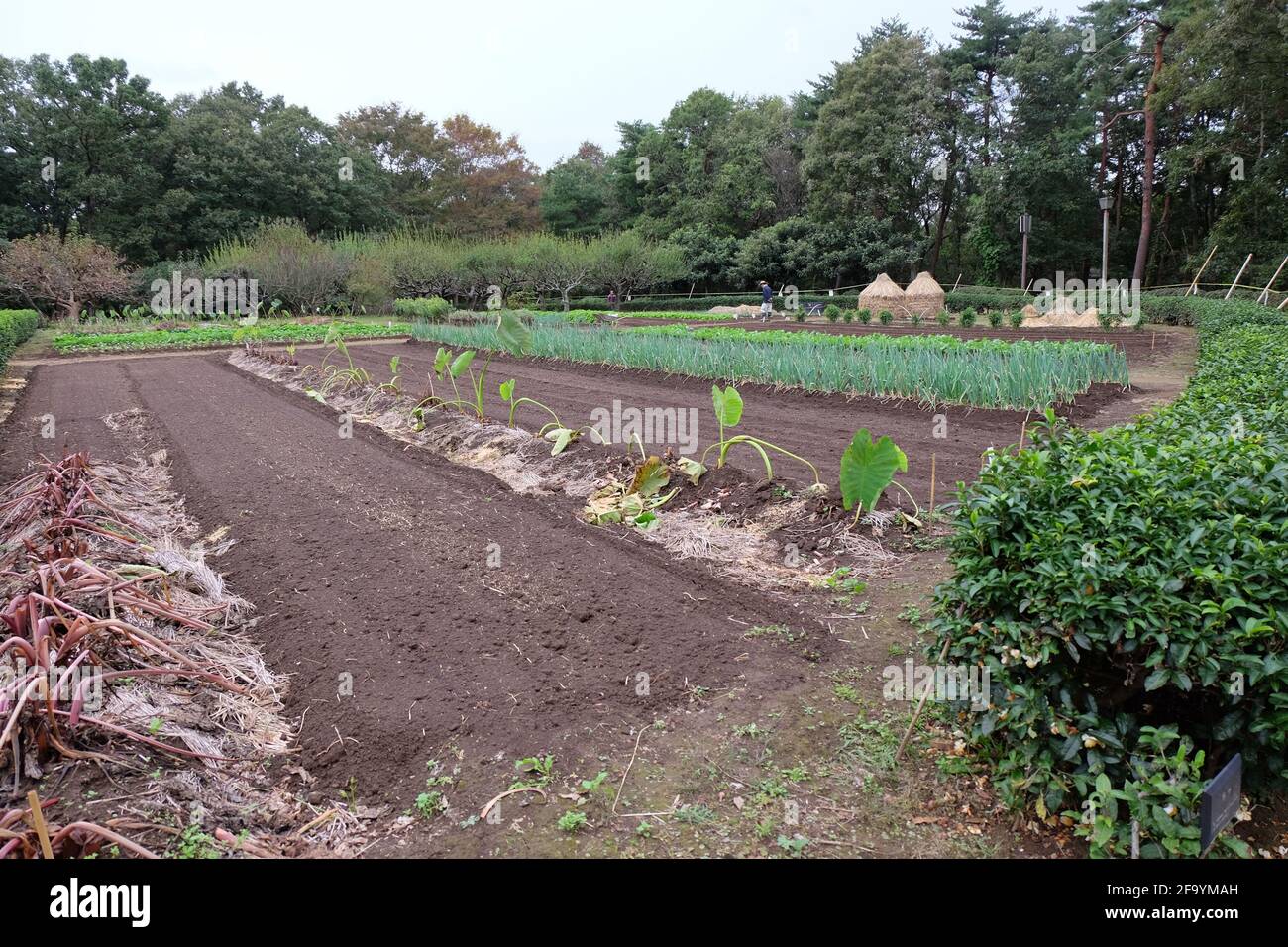 Gemüsegarten, die wie früher in Japan im Freilichtmuseum Boso-no-Mura angebaut wurden. Stockfoto