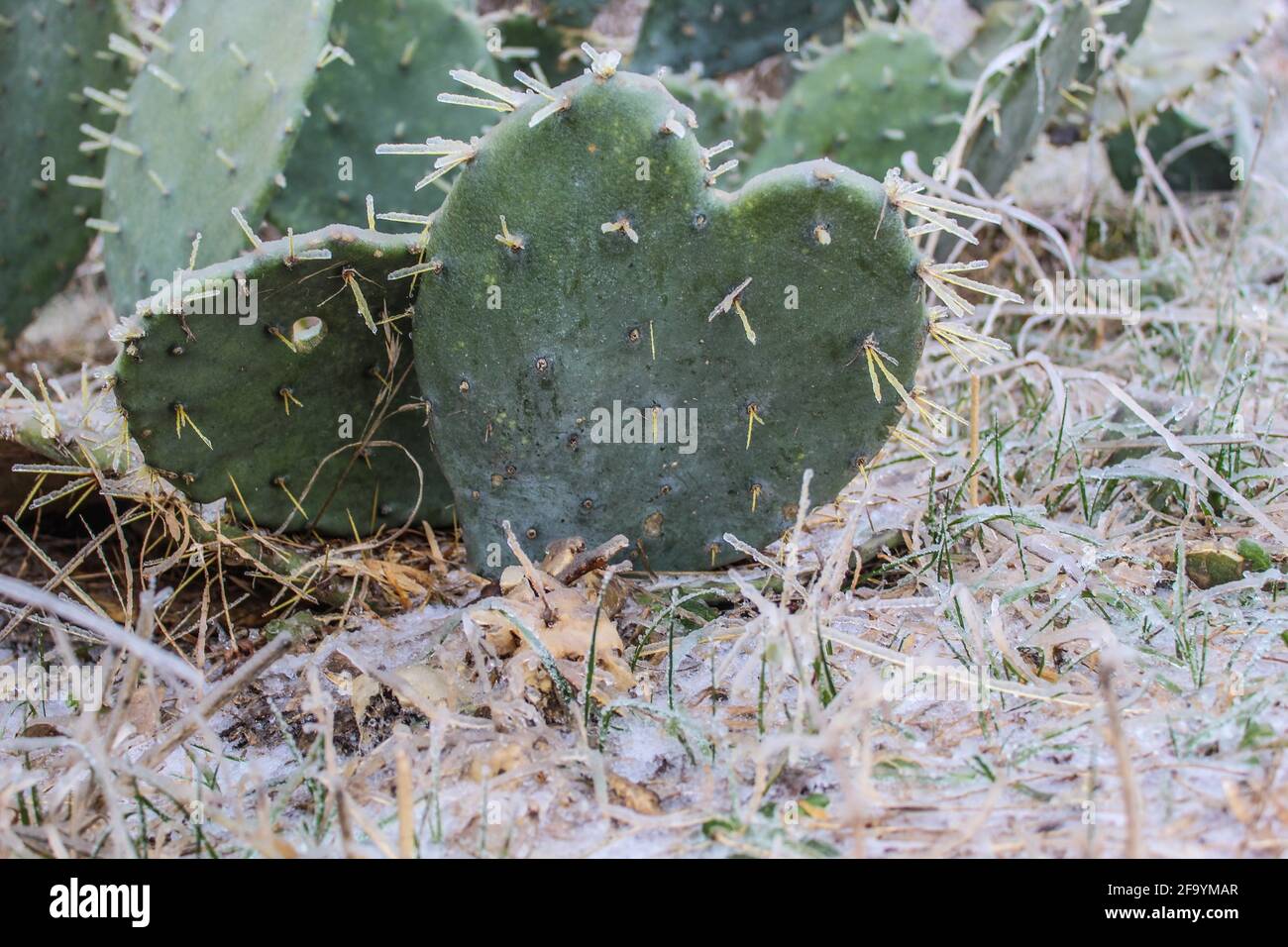 Gefrorener Kaktus aus stacheliger Birne in Herzform, umgeben von verschneitem Boden Stockfoto