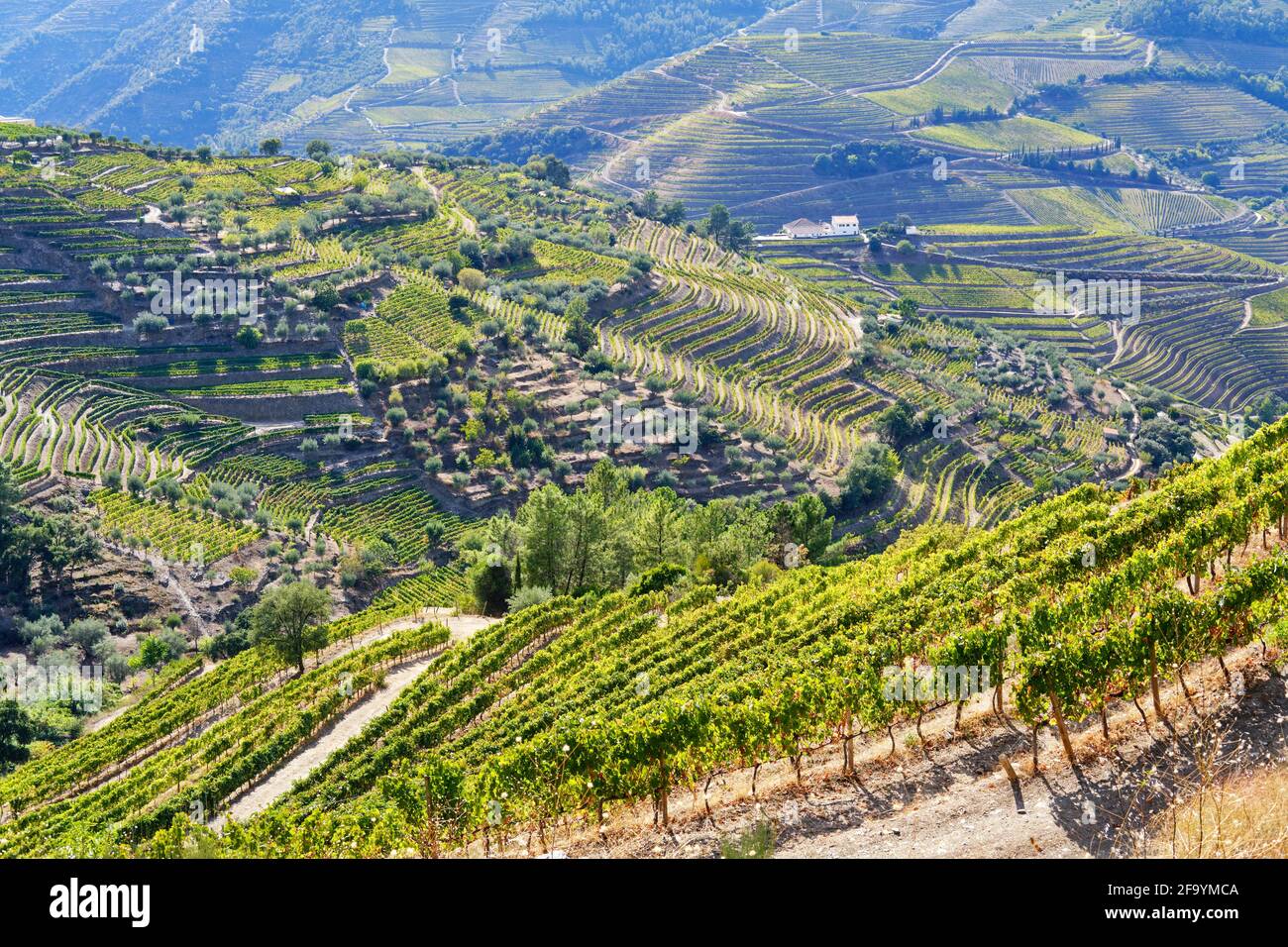 Vale de Mendiz, ein Tal, das sich entlang der Straße von Alijo nach Pinhao erstreckt, ist voll von Weinbergen, in denen der weltberühmte Portwein und der Douro-Wein hergestellt werden. Stockfoto