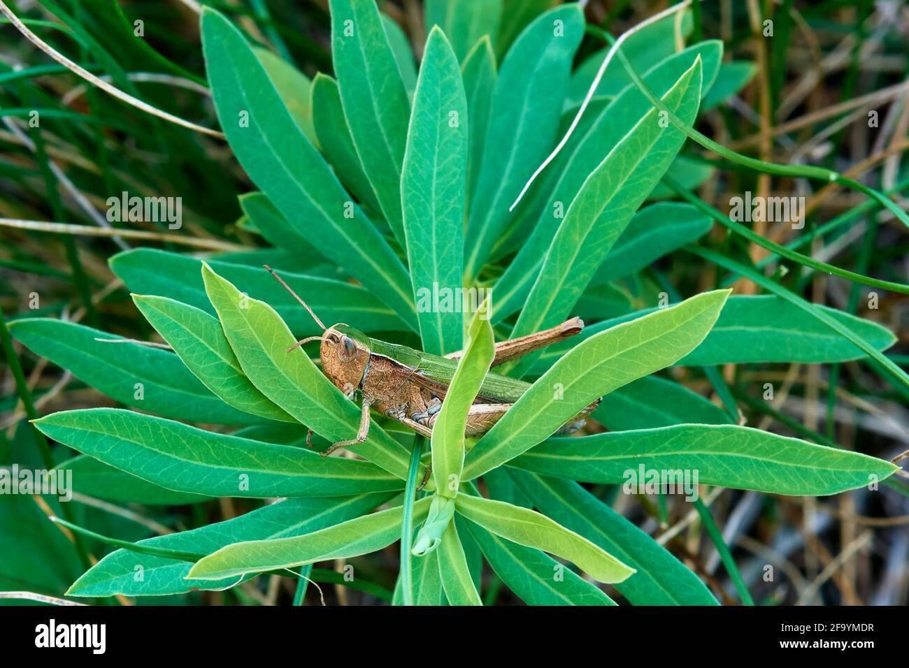 Kleine Sumpfgrasschrecke, die in der Dämmerung auf einer Wiesenpflanze ruht. Im Gras getarnt. Gattungsart Chorthippus albomarginatus. Stockfoto