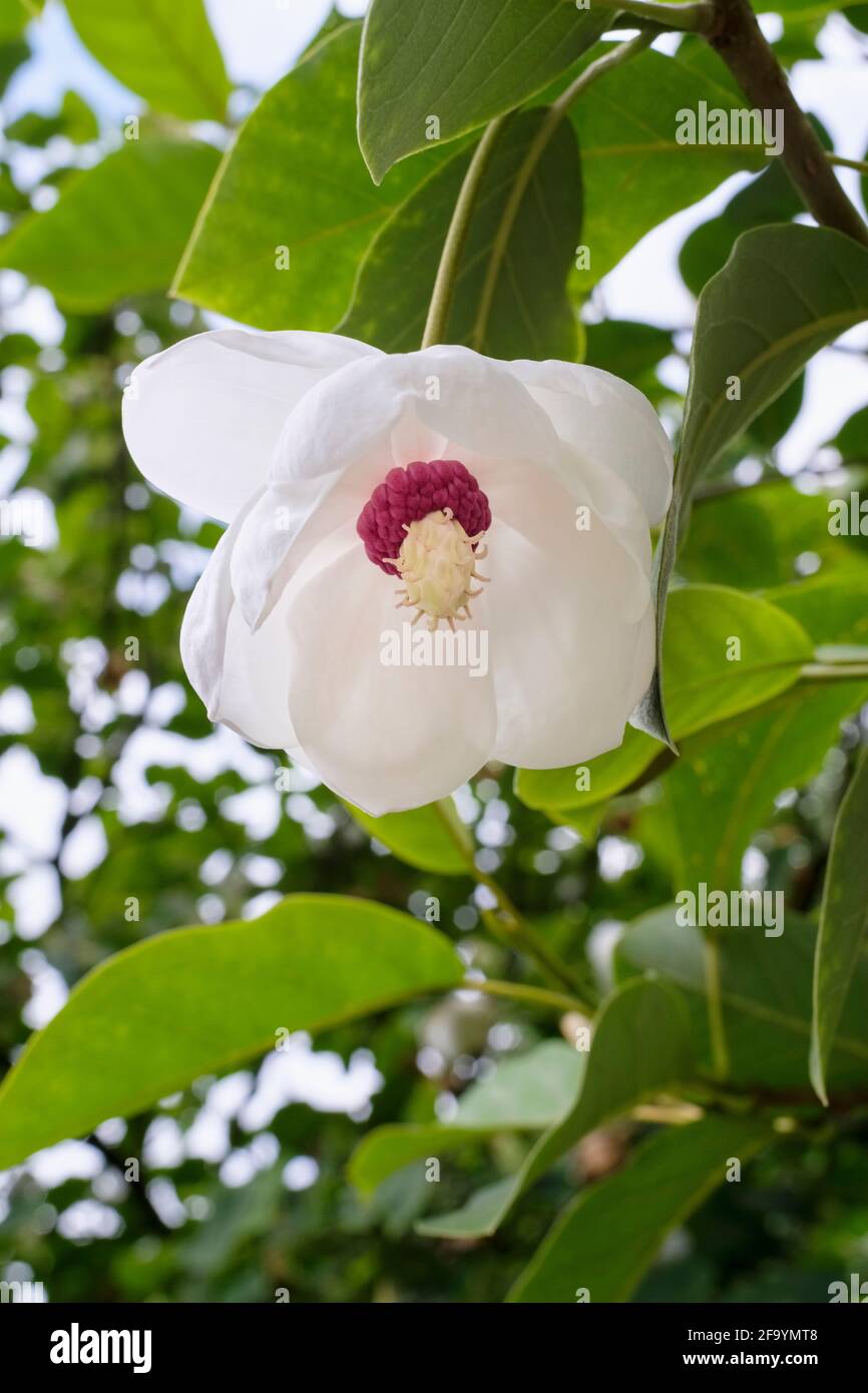 Magnolia sieboldii 'Colossus'. Magnolia „Colossus“. Weiße Blütenblätter mit tiefrotem Staubgefäß Stockfoto