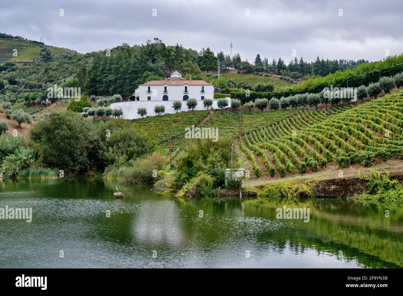Terrassenförmig angelegte Weinberge auf Quinta dos Frades, Folgosa do Douro. Alto Douro, ein UNESCO-Weltkulturerbe. Portugal Stockfoto