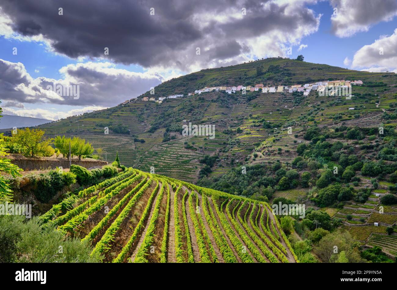 Terrassenförmig angelegte Weinberge bei Alvacoes do Tanha, Peso da Régua. Alto Douro, ein UNESCO-Weltkulturerbe. Portugal Stockfoto