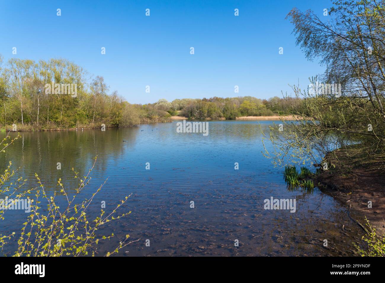 Sheepwash Local Nature Reserve in Sandwell, West Midlands, Großbritannien, wurde 1981 aus zurückgewonnenen Industriebrachflächen geschaffen, durch die der Fluss Tame fließt. Stockfoto