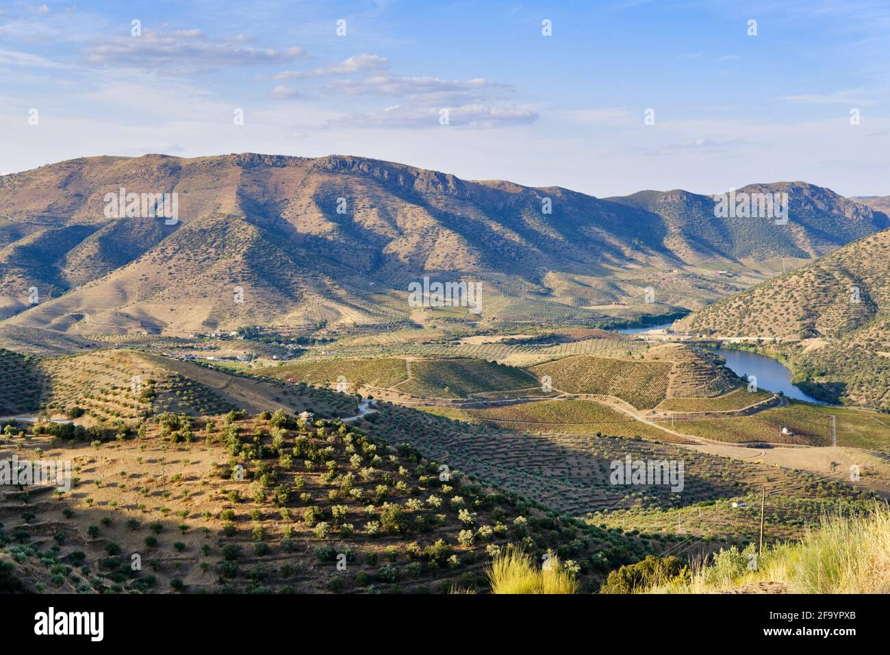 Berge voller Olivenbäume in der Nähe von Barca d'Alva, Alto Douro. Olivenöl ist die Hauptpflanze der mediterranen Ernährung, heute ein immaterielles Kulturerbe von H Stockfoto