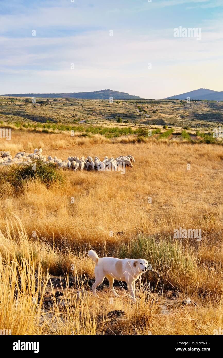 Eine Schafherde und sein Hund im Hochland von Beira Alta. Escalhao, Portugal Stockfoto