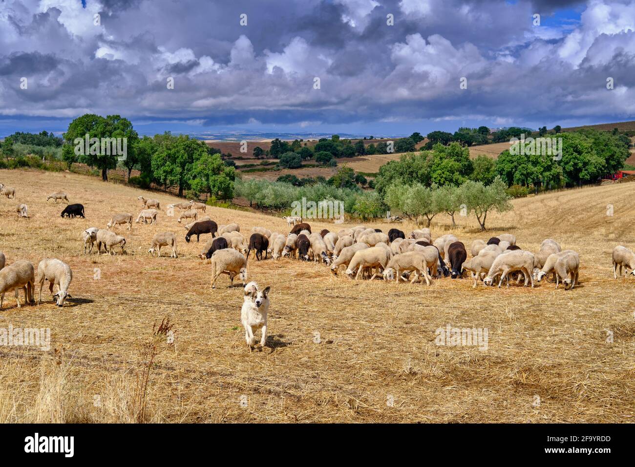 Eine Schafherde und sein Hund im Hochland von Algoso. Tras os Montes, Portugal Stockfoto