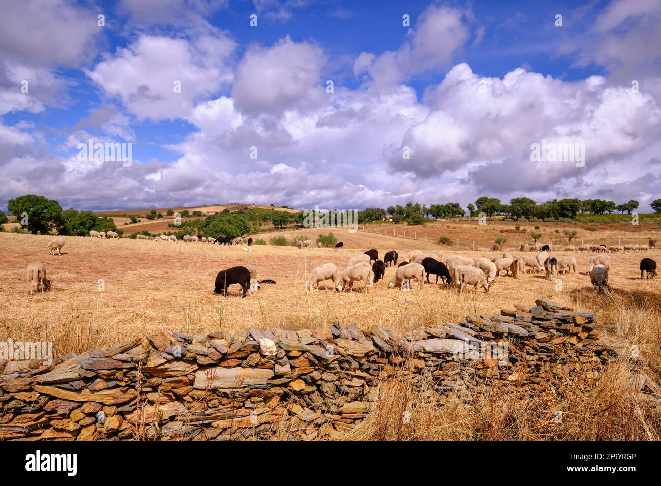 Eine Schafherde im Hochland von Algoso. Tras os Montes, Portugal Stockfoto