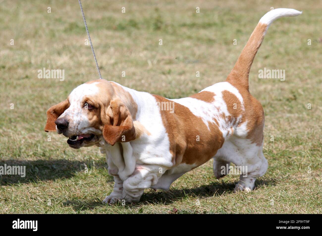 Preisgekrönter Basset Hound auf einer Hundeausstellung Stockfoto