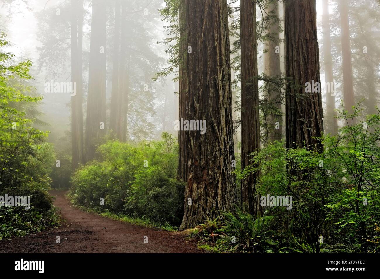 CA 03681-00 ... Kalifornien - Nebel im Redwood Forest an Lady Bird Johnson Grove in Redwoods National Park. Stockfoto