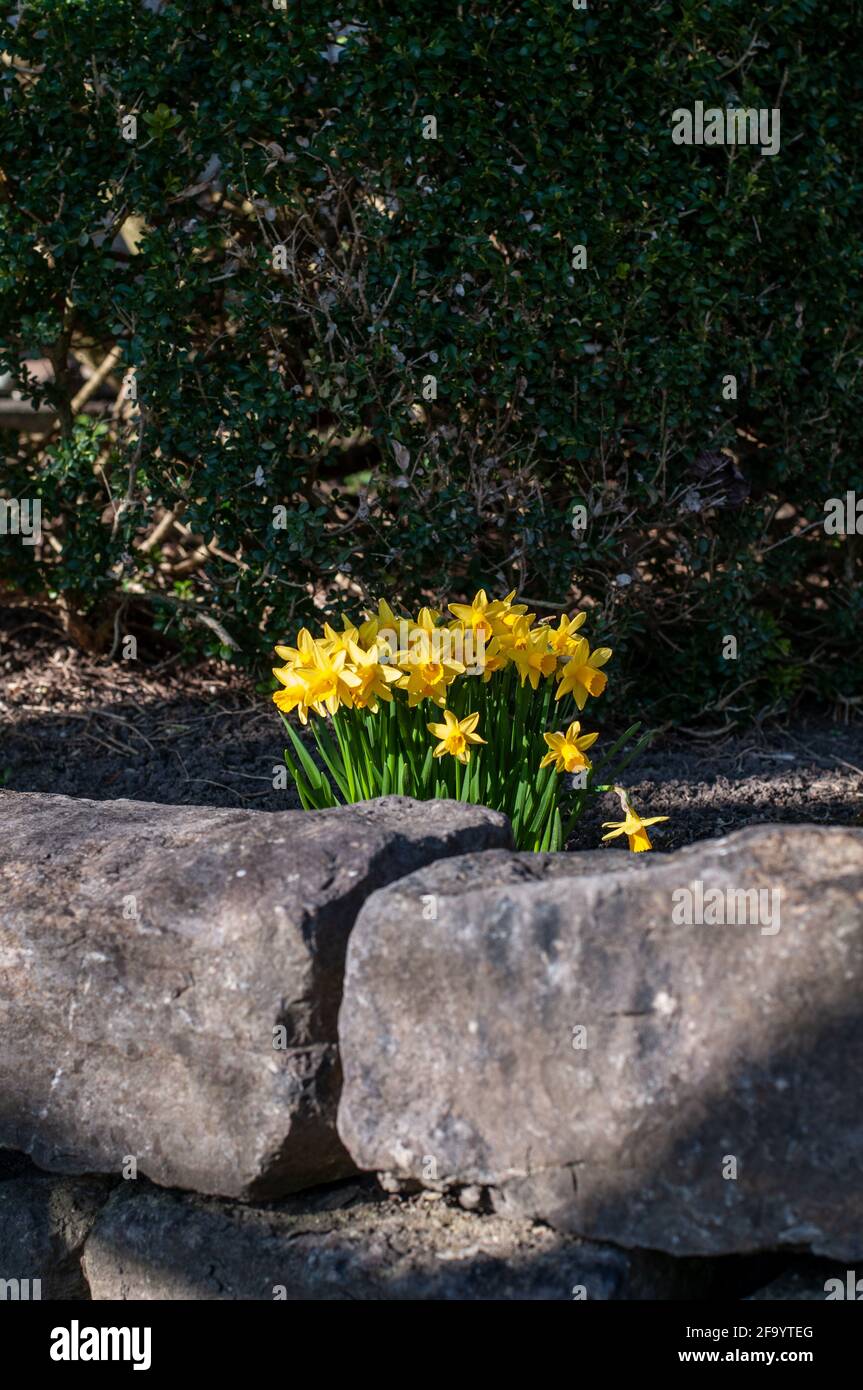 Gelb blühende Zwergnarzissen im Sonnenlicht, die neben einem wachsen Gartenmauer Stockfoto