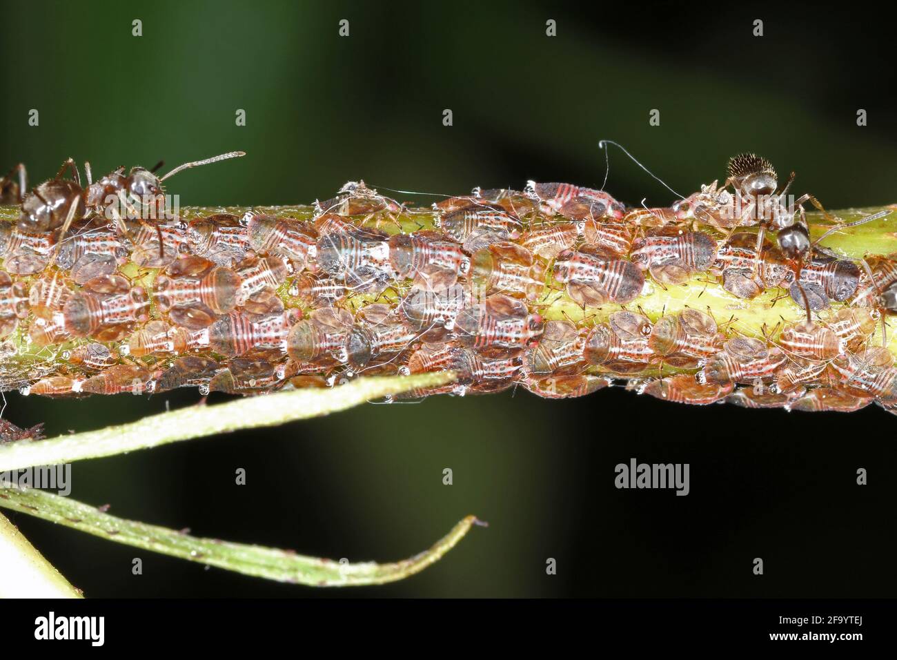 Cacopsylla pyri (Birne psylla, europäischer Birnensauger) Psyllidae, gepflegt von schwarzen Gartenameisen. Stockfoto