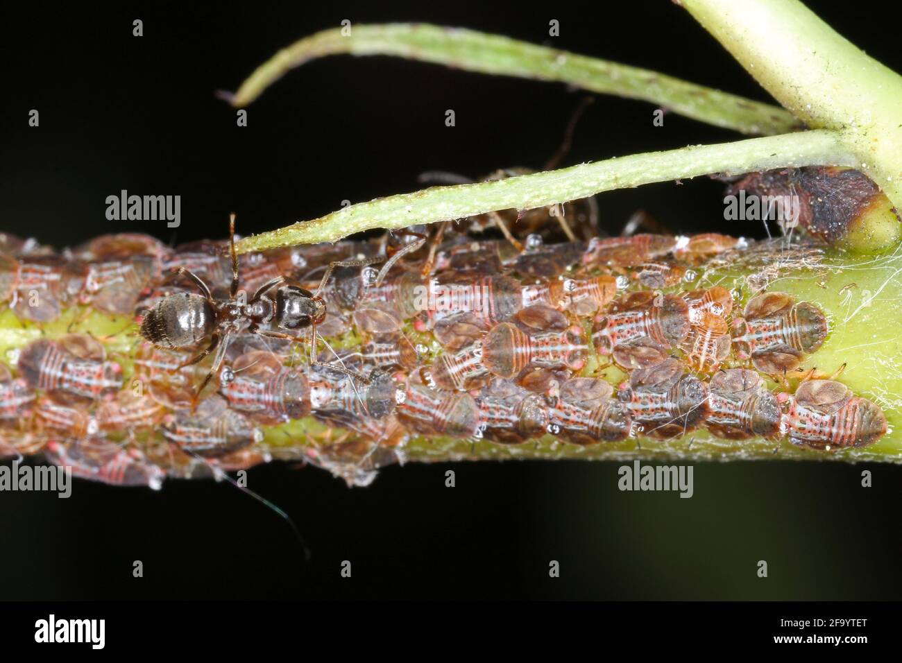 Cacopsylla pyri (Birne psylla, europäischer Birnensauger) Psyllidae, gepflegt von schwarzen Gartenameisen. Stockfoto