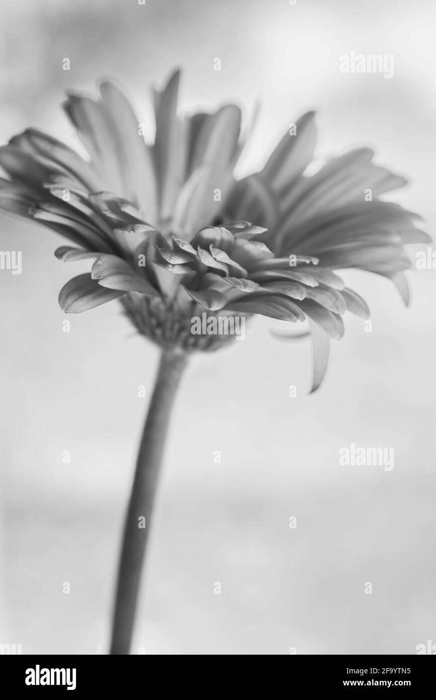 WA19494-00...WASHINGTON - die bunten Blütenblätter einer Gerbera in voller Blüte, in Schwarz und Weiß. Bild fotografiert mit einem Lensbaby Velvet 85. Stockfoto